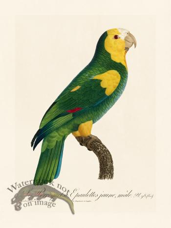 Barraband Parrot 098b